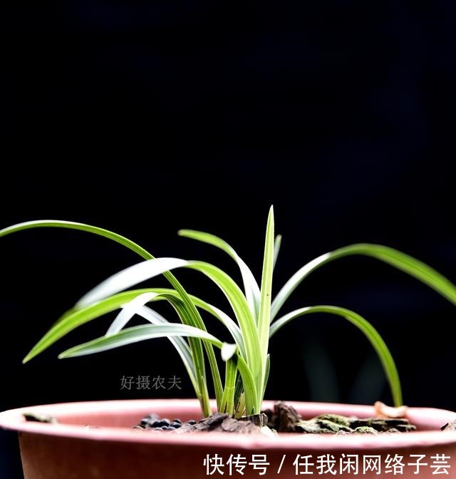 松针土的秘密,不在松针,也不在土,很多人种植兰花都用错了