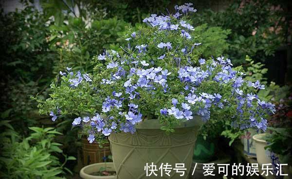养花试试这几款,保养合理适当,可看到它在冬天盛开的景象