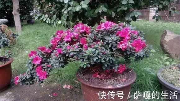 发酵|老花匠：扔4种“东西”，就是扔钱，比花肥还好用，不花钱！