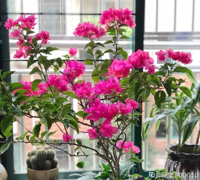 扦插|三角梅的养护大全摘光叶子，少浇水，使劲晒，开花爆满盆