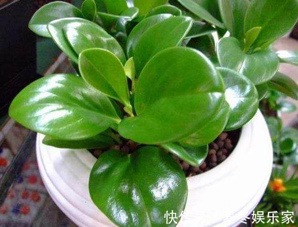 豆瓣绿|叶片油绿肥厚的豆瓣绿,夏季养护有技巧,不黄叶不烂根