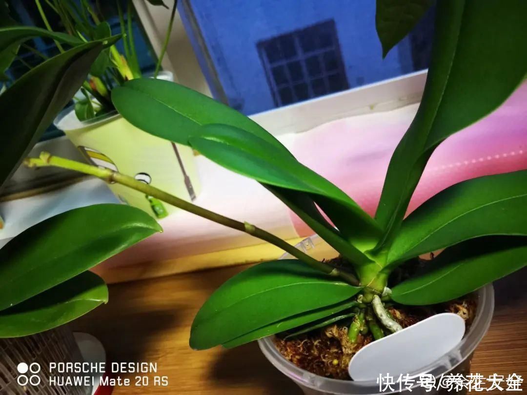 蝴蝶兰|7种花，立秋后换盆，秋冬才能越养越好