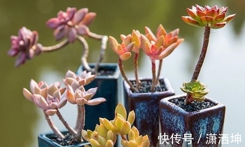 叶子|养多肉老桩不能走捷径，砍头撸叶子只是徒有其表，要谨记！