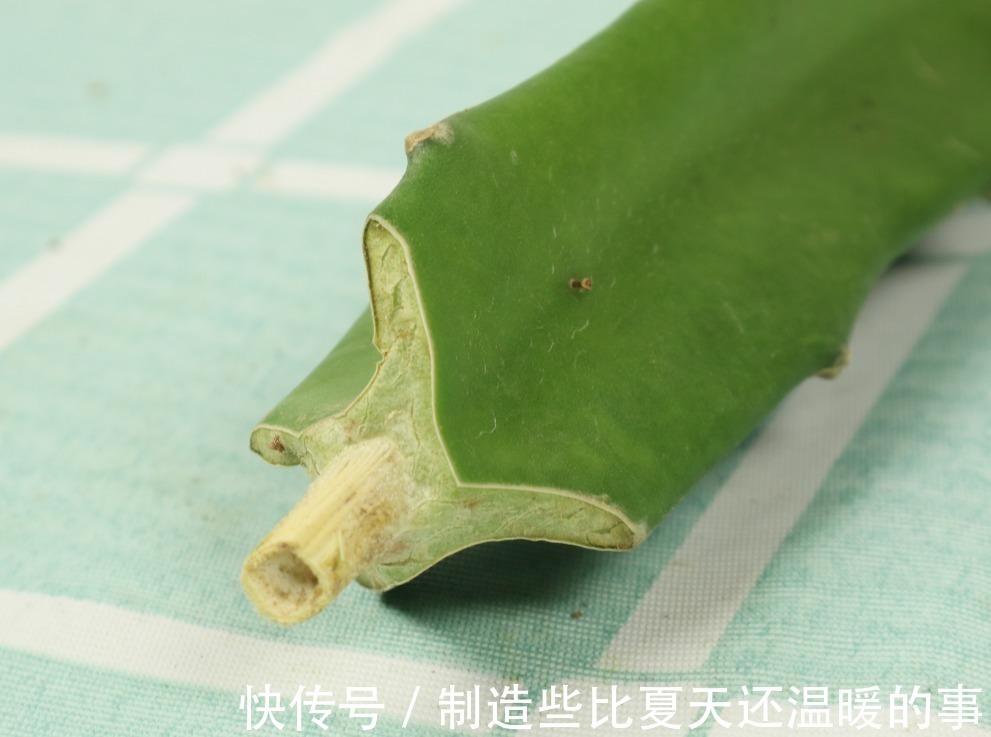 要点|养护蟹爪兰,要注意8个要点,才能开出仙气飘飘花