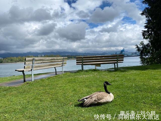 中年|在加拿大，没人敢惹这种家禽，游客被频繁骚扰，警察见了束手无策