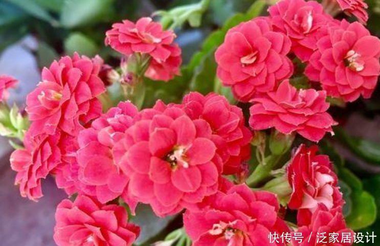花苞|4款艳美的花卉,花大色艳花期长,一盆千百朵,枝头花苞满