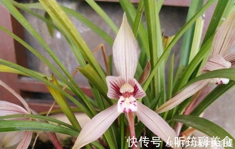 阳台上|兰花爱喝这种“催花水”,什么淘米水、过期药都不如它,简单实用