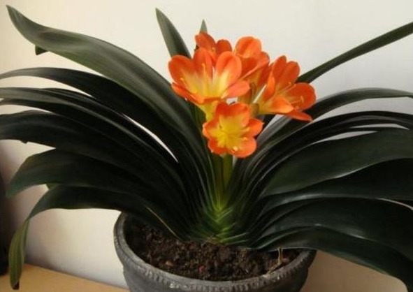 君子兰不花钱就能养仅用这“1妙招”,30天出一盆,赶紧看看!