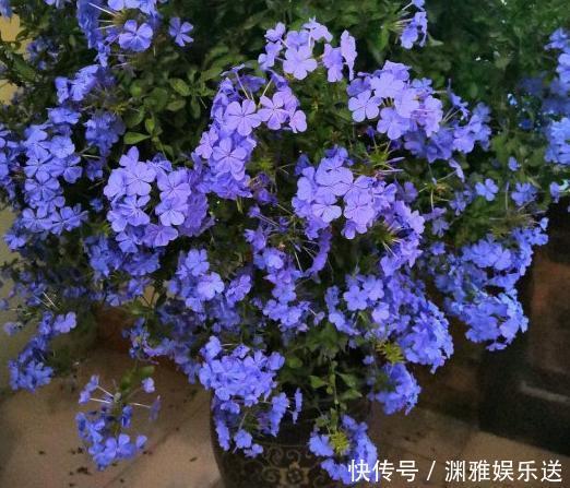 想贪便宜又想养花,冬天就买这3样盆栽,来年开春嗖嗖开花