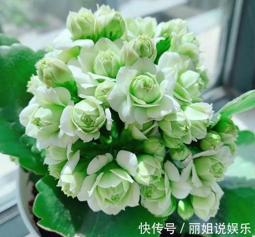 长寿花开花漂亮,花期长,深受人们喜爱,就像是新娘的手捧花