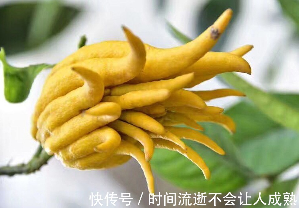 浓郁|此花香气浓郁,千姿百态,被称为果中之仙品,代表着吉祥和幸运