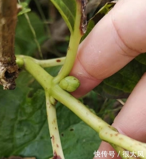 绣球能修剪吗，这些情况不分清，剪完变绿植