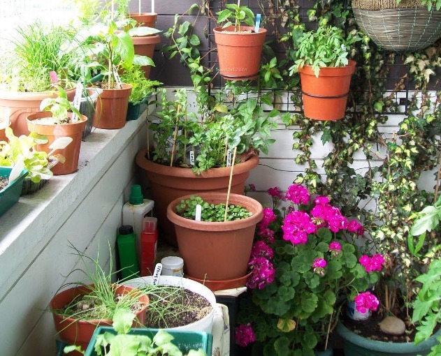 没出现这3种状态,别给植物乱换盆土,不然全是瞎折腾