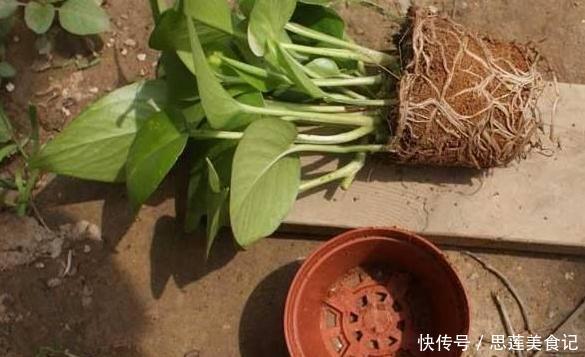 给花草换盆怕入坑掌握6处正确做法,再不用烦恼伤亡问题