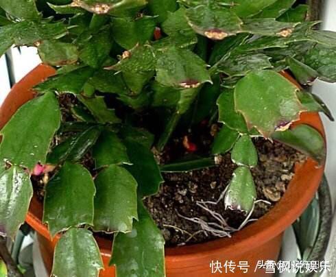 肥料|家中常见一种料,花盆里放一勺,就是万能肥,养花非常赞,呼呼长