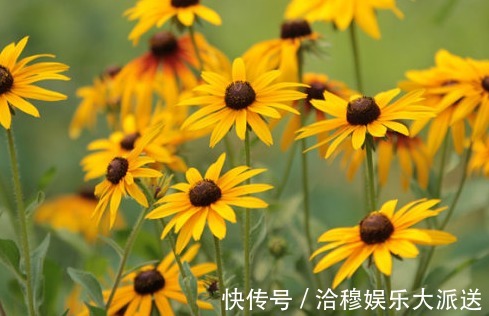 枝繁茂盛|养菊花,首选这些花朵,耐寒耐热长得好看,枝繁茂盛花开大而饱满