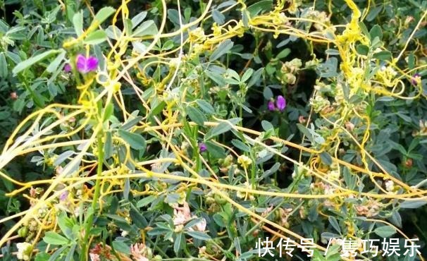 新手养花失败,大部分原因在于浇水不当!学会这3方法减少伤亡