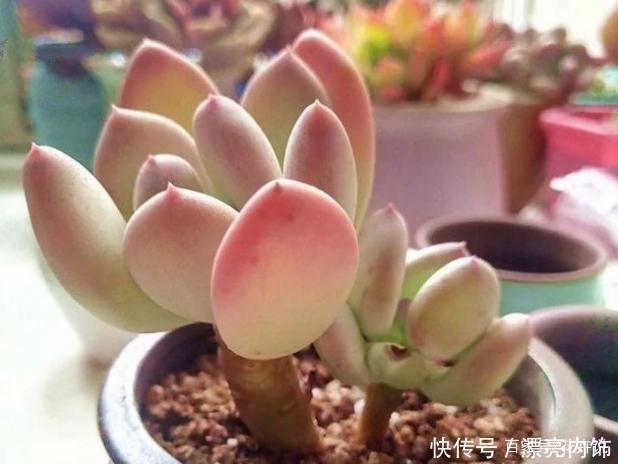 多肉中的7大美人,个个都千娇百媚,美极了!
