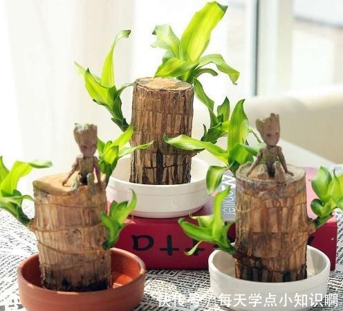 巴西木小盆栽又火了,注意几点,半截木桩子泡水里,也能越长越旺!