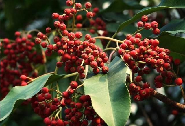 阳气|快告诉家里人：每次煮水加几粒它，阳气足了，体质好了，病痛消了