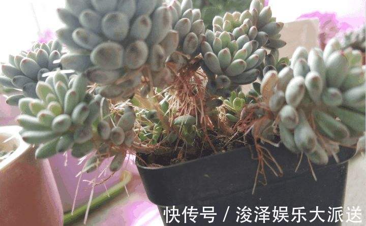 多肉长胡子了这是危险信号，赶紧挖出来看看！