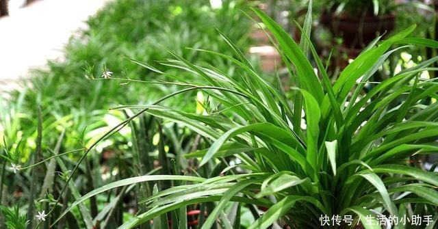 新房内养这几种花卉，甲醛快速“消灭”，空气香又甜，好养又漂亮！