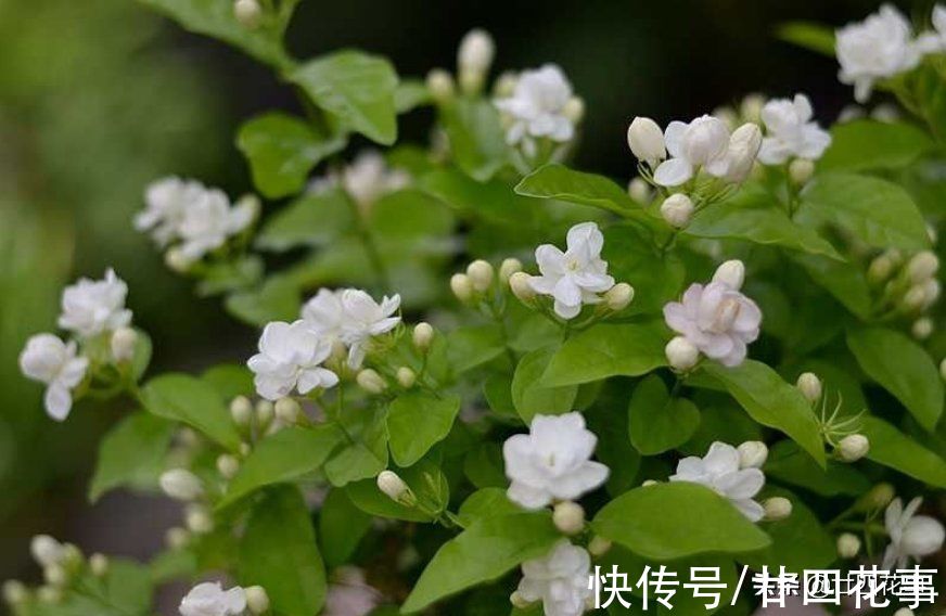 茉莉花期结束后,4件事万万别做,明年花少是小事,就怕过不了冬