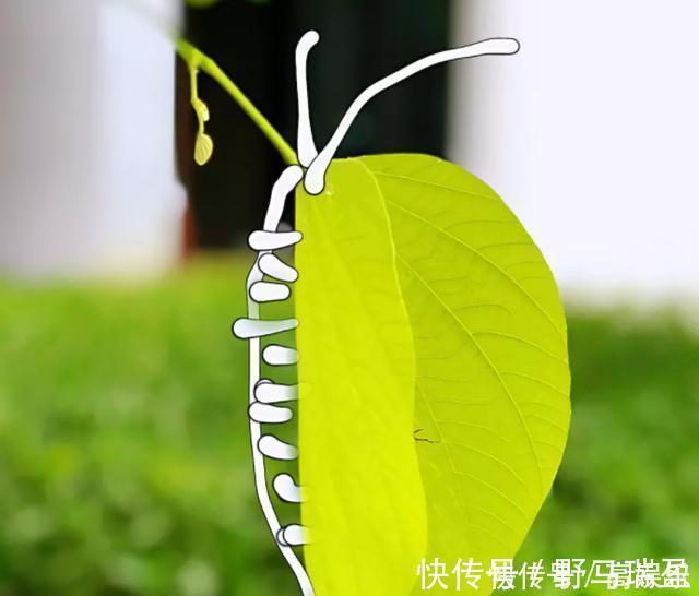 幸福的种子|“妈妈，你看蝴蝶”，“不，这是树叶”，父母扼杀了孩子的想象力