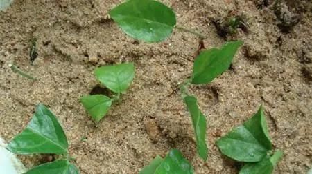 养花爱好者看过来这15种花现在“扦插”,生根快,一个周就长芽