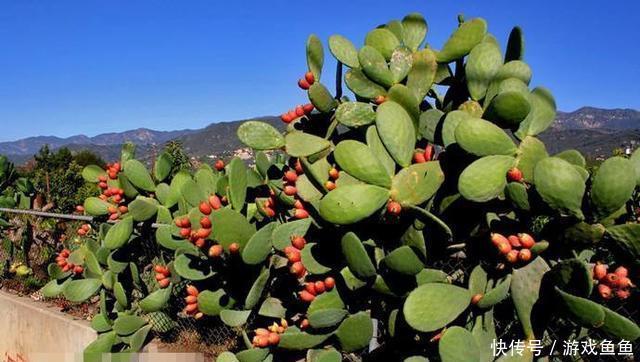 男子10年前随手种下的一棵仙人掌,10年后竟给他带来一笔意外财富