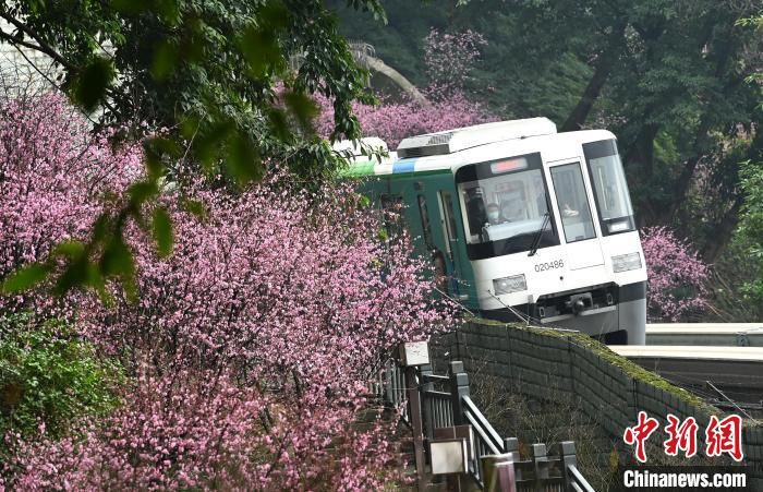 重庆单轨列车穿梭梅花林成美丽风景