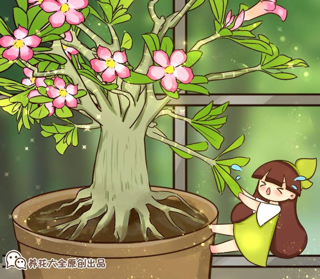 鸡蛋花|8月开得最好的9种花，养了就能开，做8月最靓的花