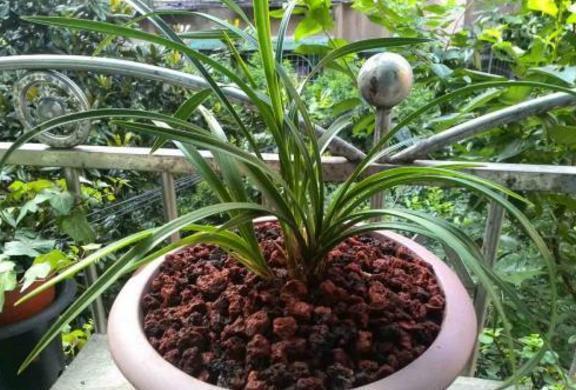 花友|如何给花卉换盆土?不忽略此6个“细节”才算不白忙