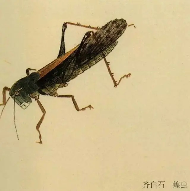 蝈蝈$国画技法图典——草虫篇:蝗虫 蚂蚱 蝈蝈 螽斯 螳螂 蟋蟀