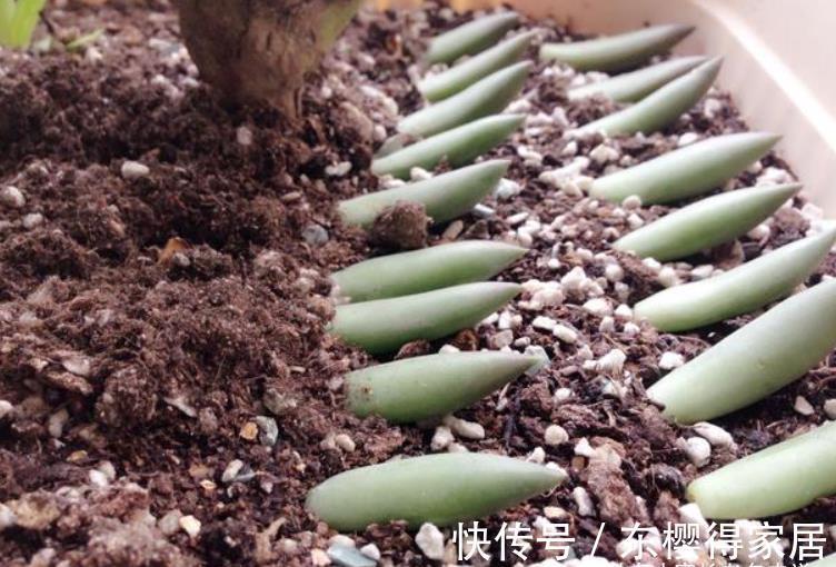 发芽|有人说多肉叶插发芽以后要及时晒太阳，为啥我的叶插苗都挂了呢？