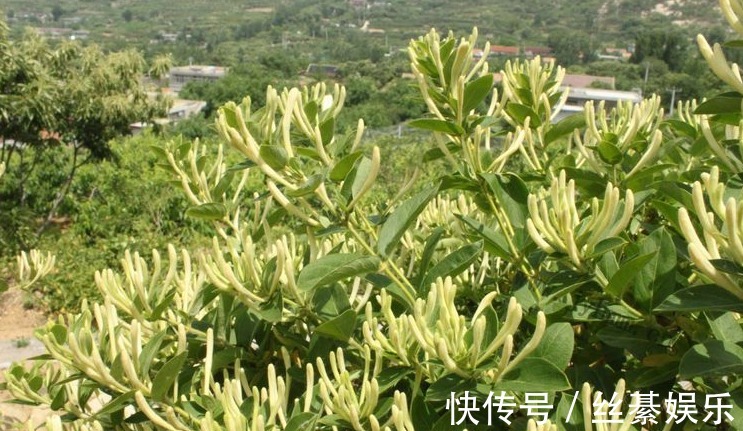 胰岛素|农村以下3种野菜个个身怀治病绝技，还能清热解毒，降血糖