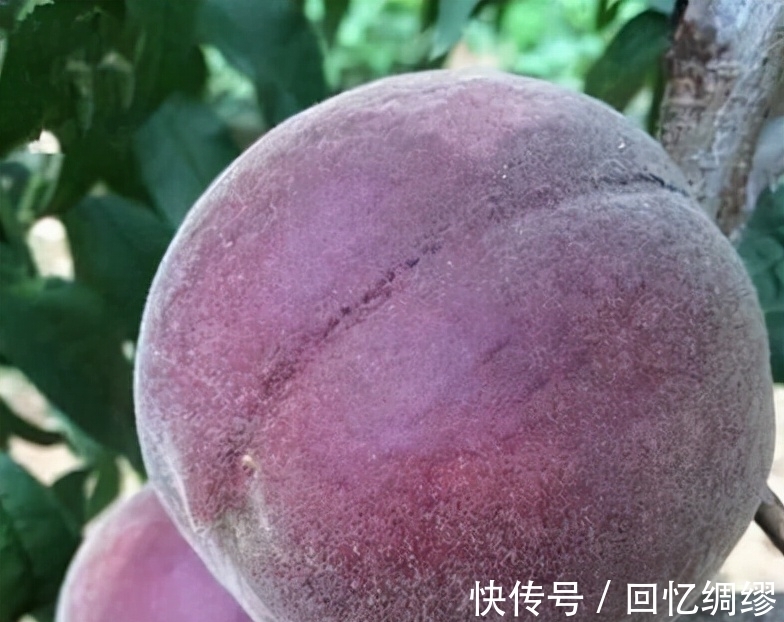 大雪后,孩子经常吃3种“发财果”,寓意财源广进吉祥如意