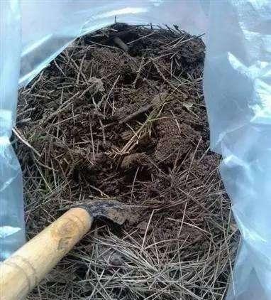 你家附近有这种树吗树下挖几铲,就是“万能土”,养啥花也旺