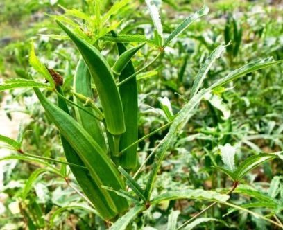 形状像棉花像杨桃，口感似鱼子酱，价值不只是美味