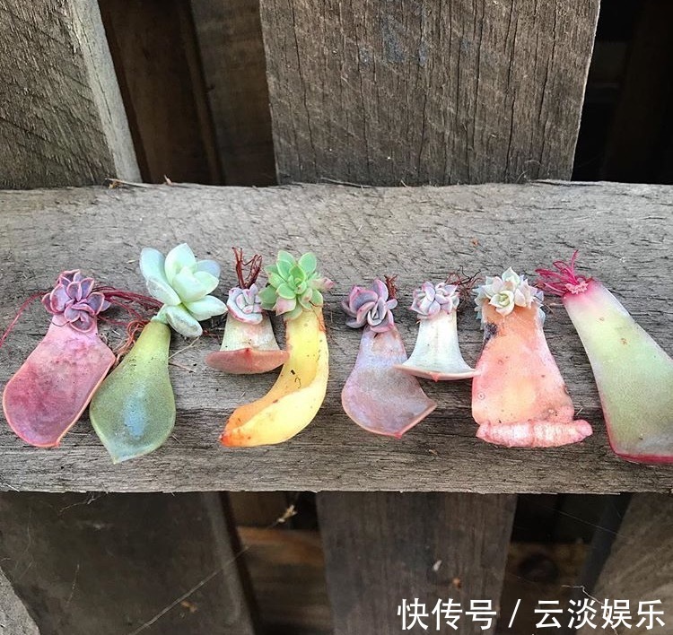 多肉叶插生根快,关键学会1个“旱”字,10天冒白根,个个能成活