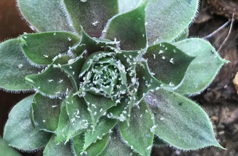 蚧壳虫|解决多肉长蚧壳虫有套路，这4个方法，一学会就能轻松搞定