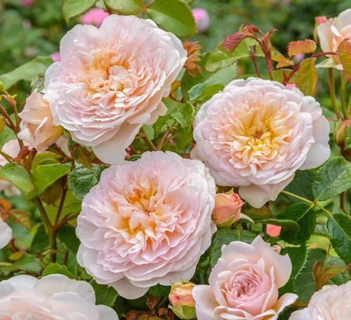  开花|最受好评的3种花，花色超仙，花香浓郁，一年开花多次