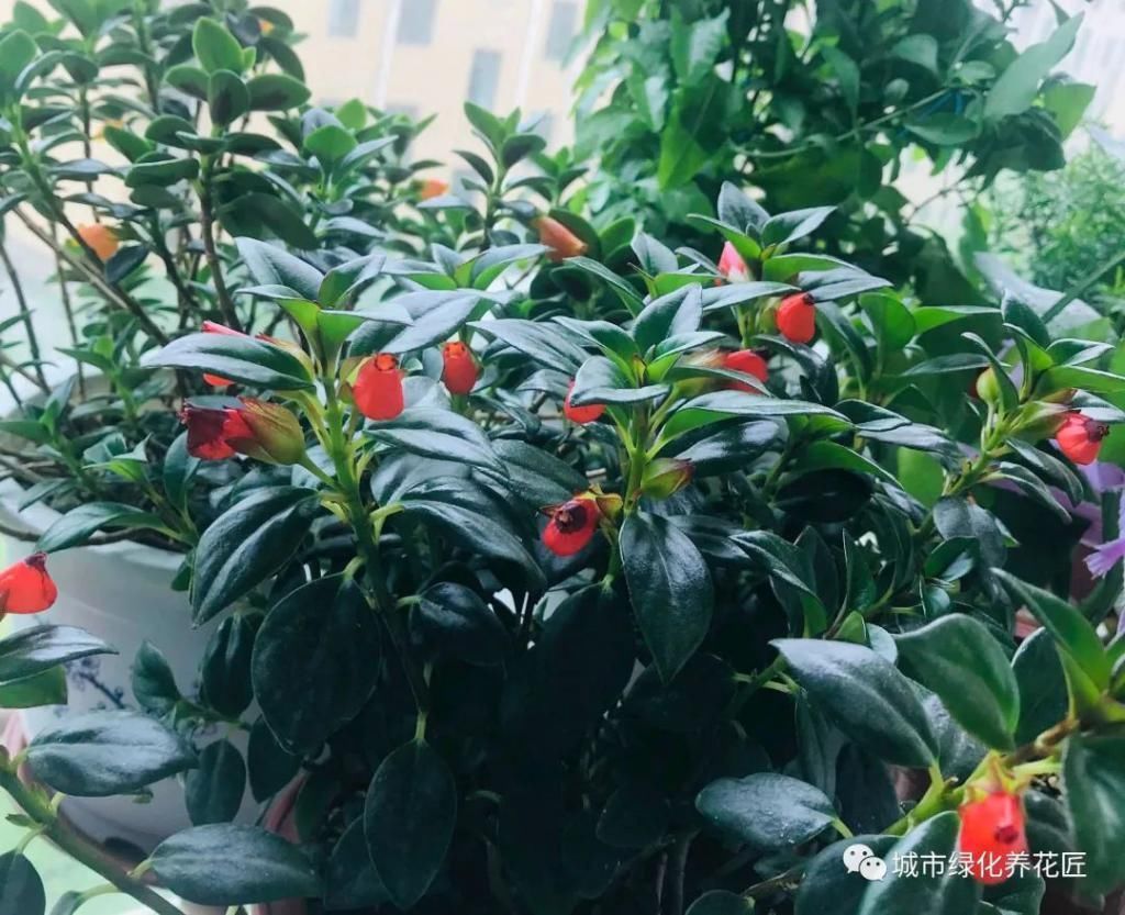 室内养花就养两种花,没事喂一喂啤酒,长出垂吊枝,开花成瀑布