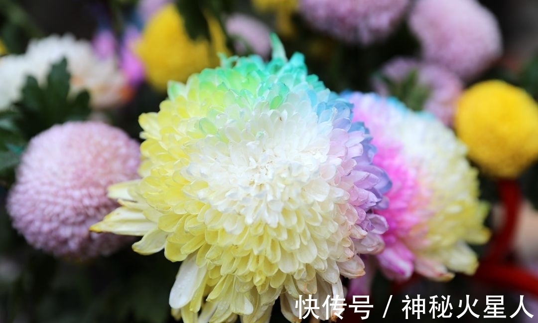 家里养这12种花，每个月开一种花，一整年都有花看