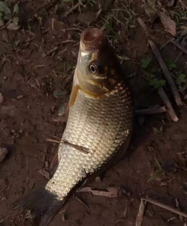 不知道鱼藏在哪儿?用这个“新”套路找鱼窝,肥肥大鲫鱼居然钓不完!