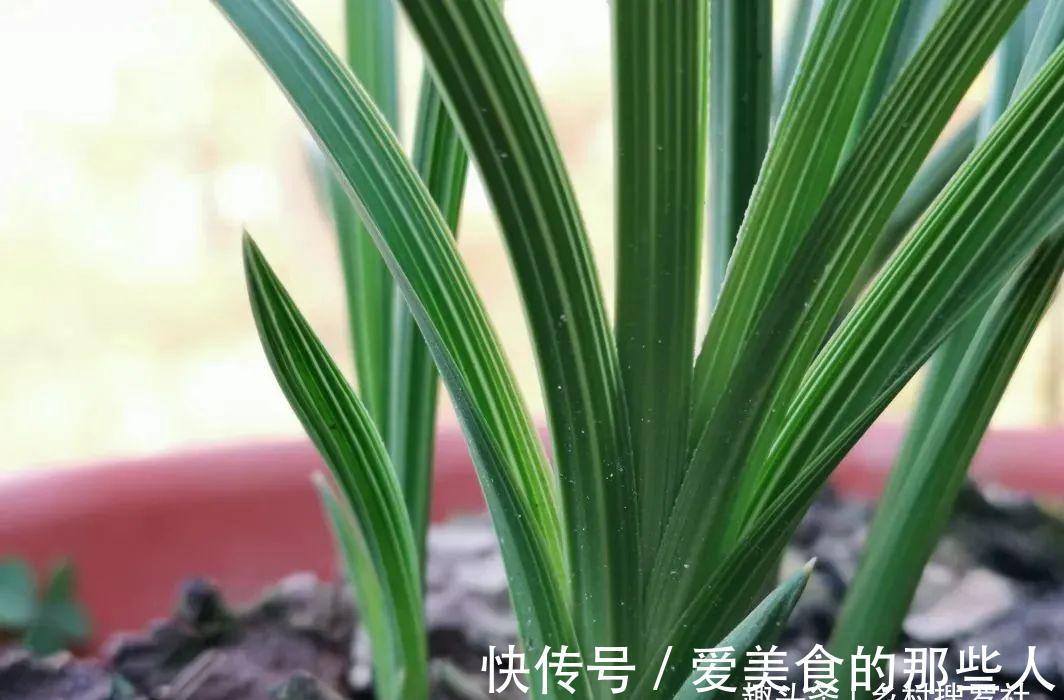 兰花茎腐病不要怕，4步操作就能养活开花，历时30个月