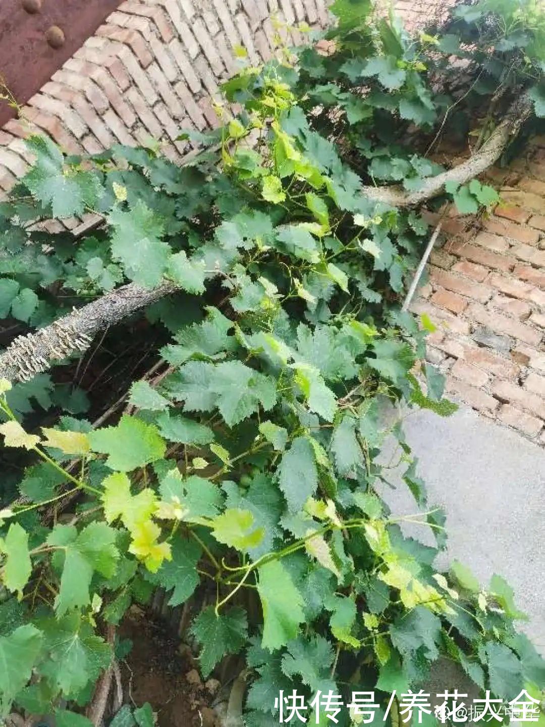 一根大粗枝插土里,枝叶嗖嗖爬满墙,满树冒果子