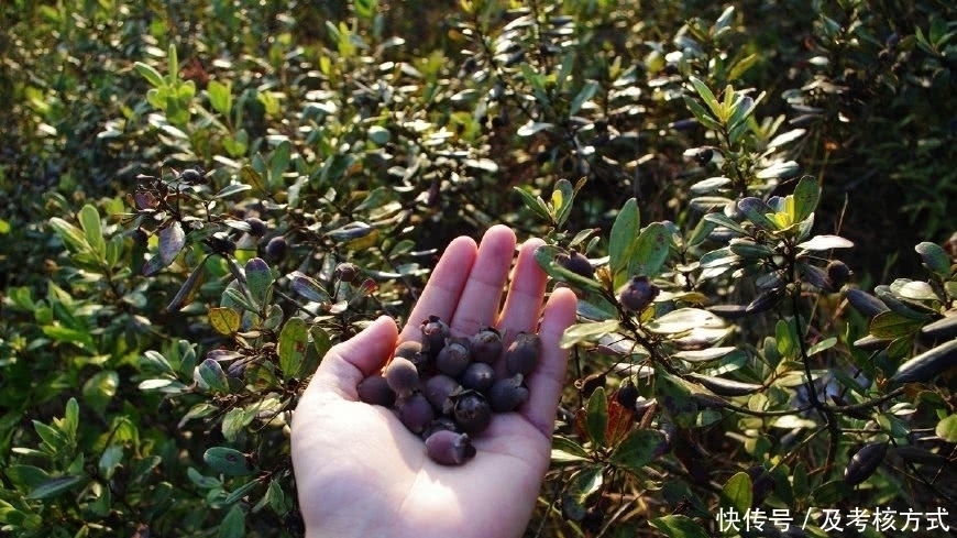 桃金娘|农村小孩最爱吃的野果,好吃可别贪嘴,不然会让你一辈子记住它