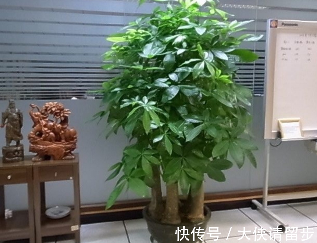 “人养花三年,花养人一生!”家居盆花100种,总有几款你喜欢