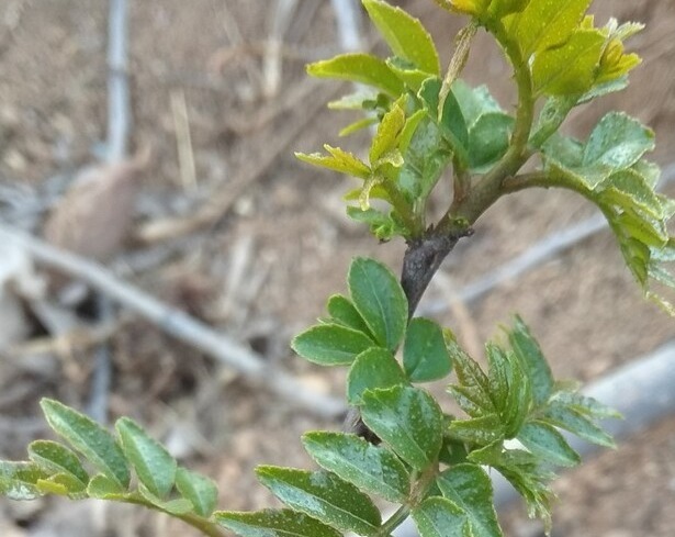 野菜|春天挖野菜，送你56种野菜大图片，带你见识不同的野菜和吃法